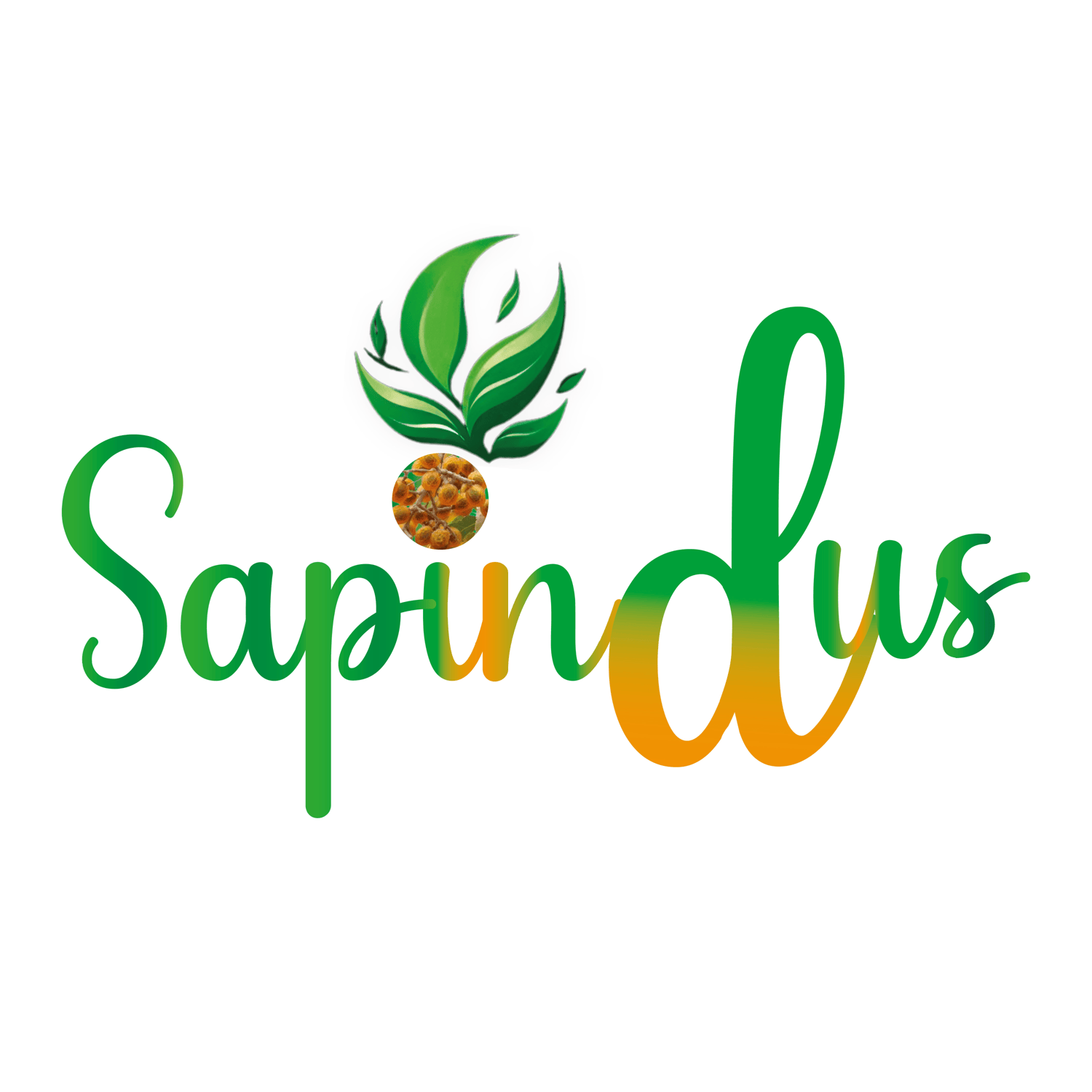 Sapindus