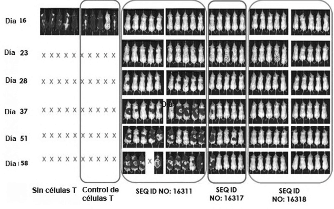 ANÁLOGOS DE RAPAMICINA C-7 SUSTITUIDOS