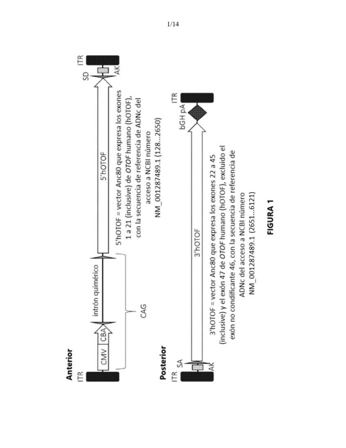 ANTICUERPOS ANTI-BCMA