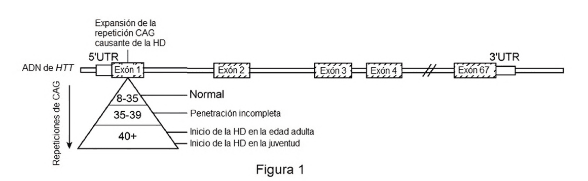 MOLÉCULAS DE TRAN-SEMPALME DE HTT