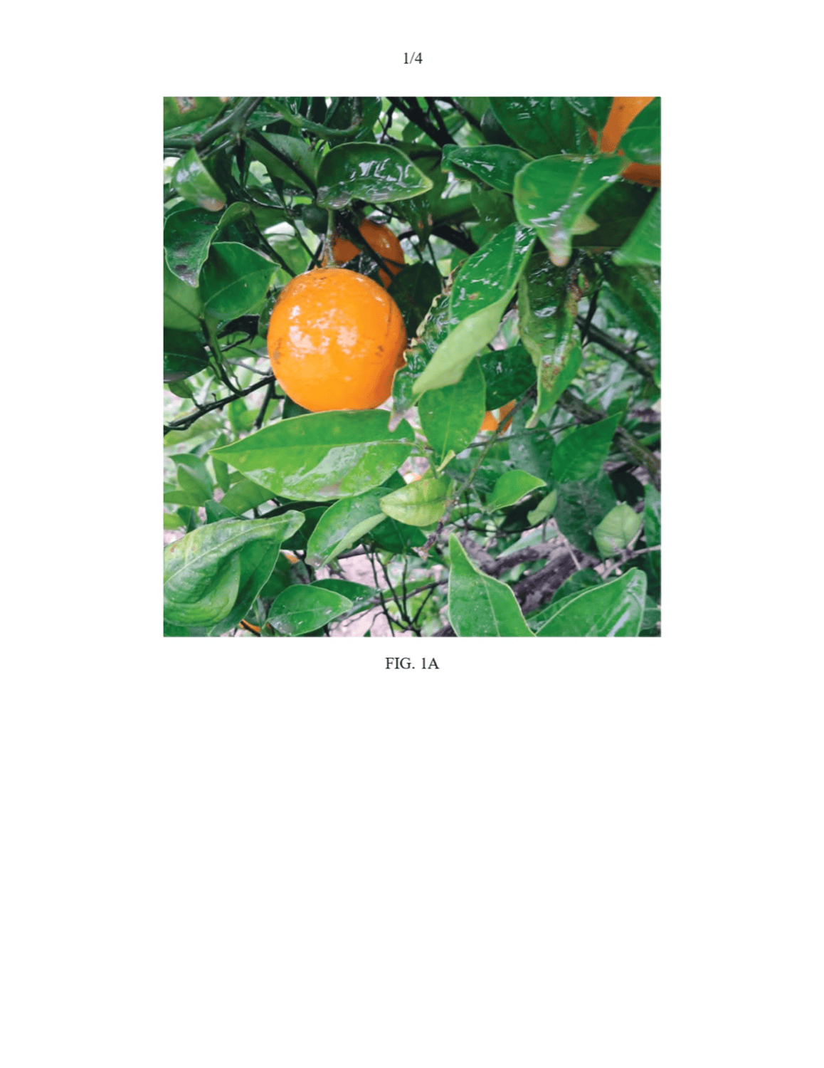 COMPOSICIONES DE CEBO